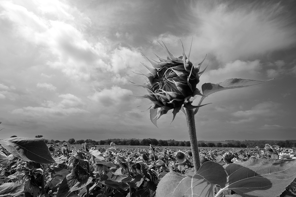 Tournesols - Pablo Arce photographies©