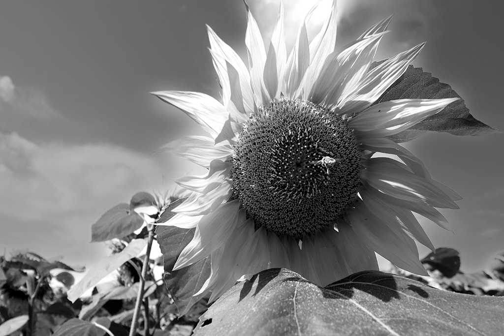 Tournesols - Pablo Arce photographies©