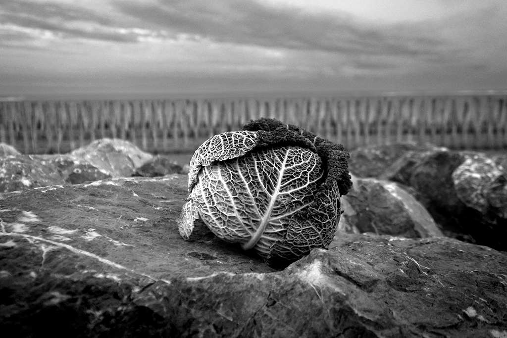 Chou à la plage en hiver - Pablo Arce photographies©