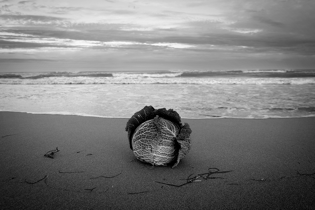 Chou à la plage en hiver - Pablo Arce photographies©