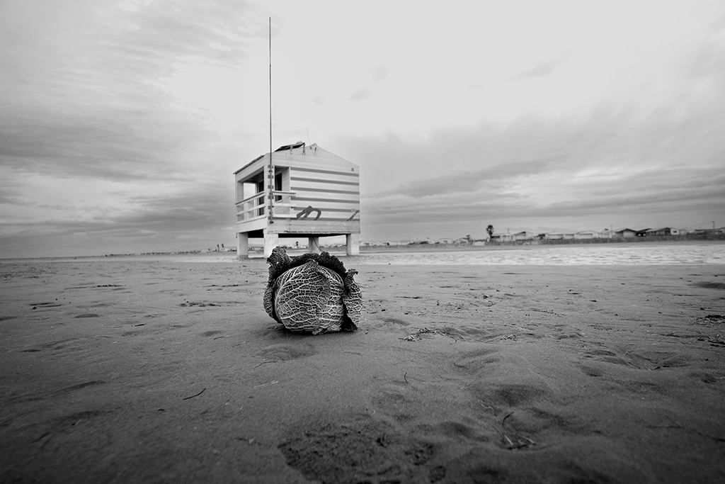 Chou à la plage en hiver - Pablo Arce photographies©