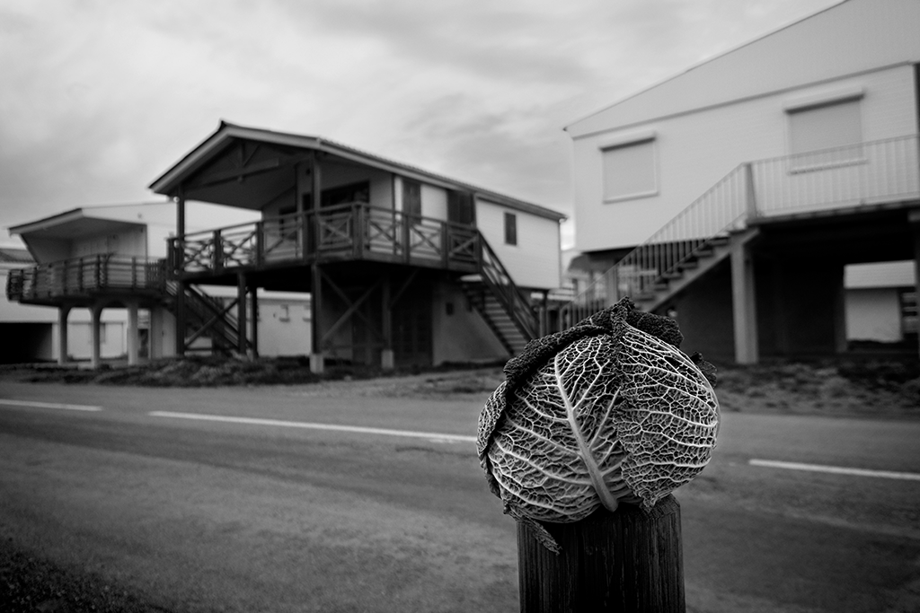 Chou à la plage en hiver - Pablo Arce photographies©