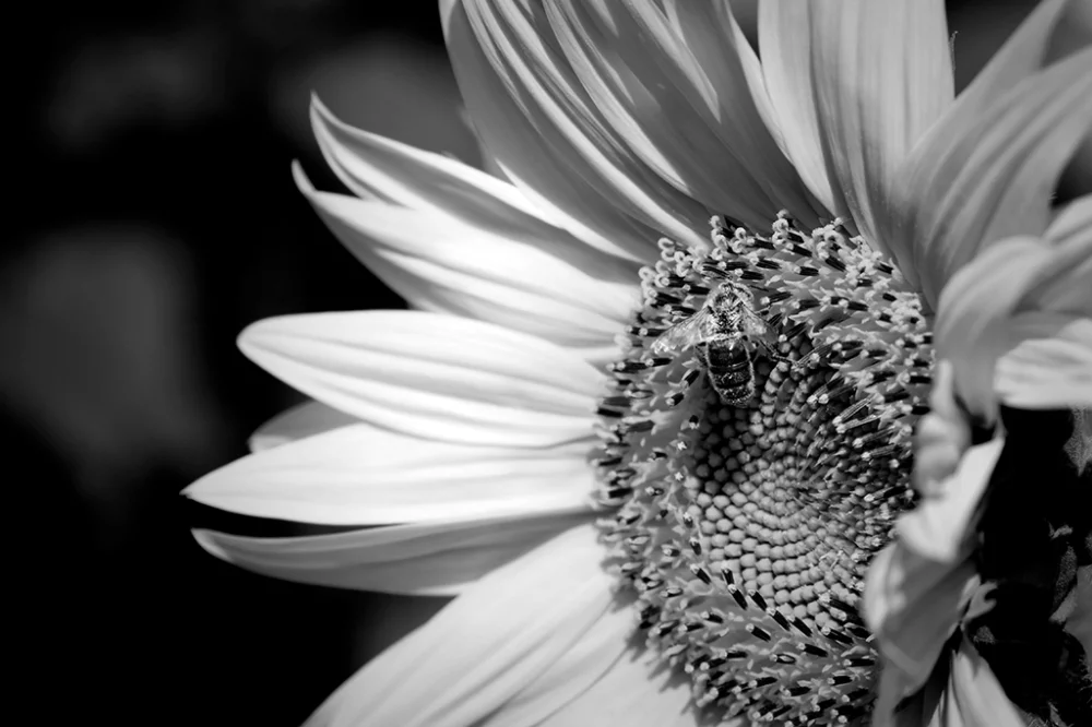 Tournesols - Pablo Arce photographies©