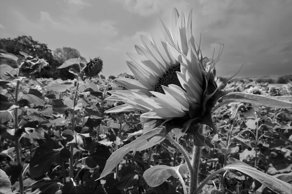 Tournesols - Pablo Arce photographies©