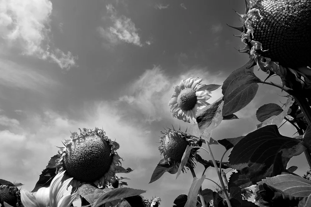 Tournesols - Pablo Arce photographies©