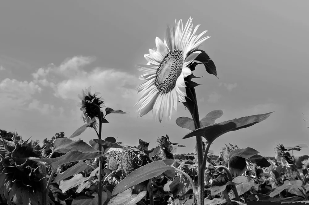 Tournesols - Pablo Arce photographies©