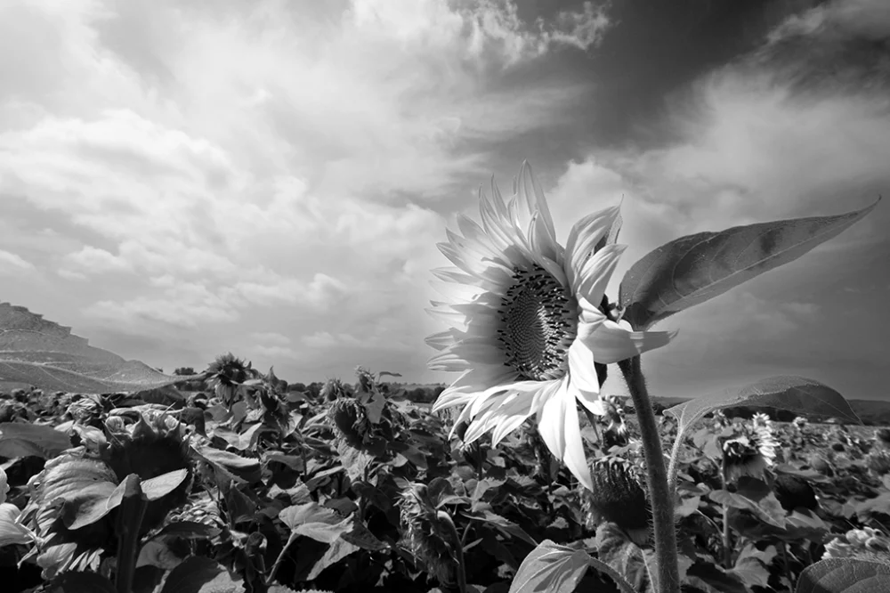 Tournesols - Pablo Arce photographies©