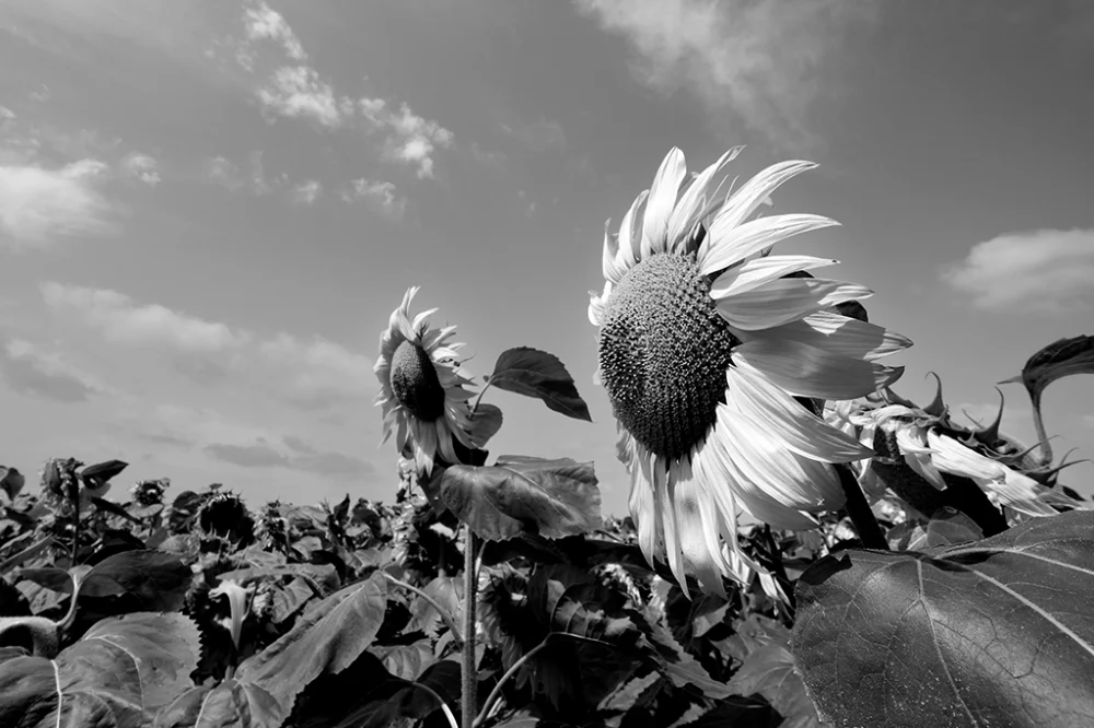 Tournesols - Pablo Arce photographies©