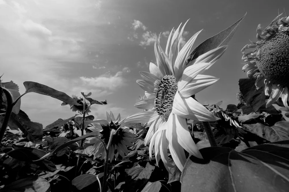 Tournesols - Pablo Arce photographies©