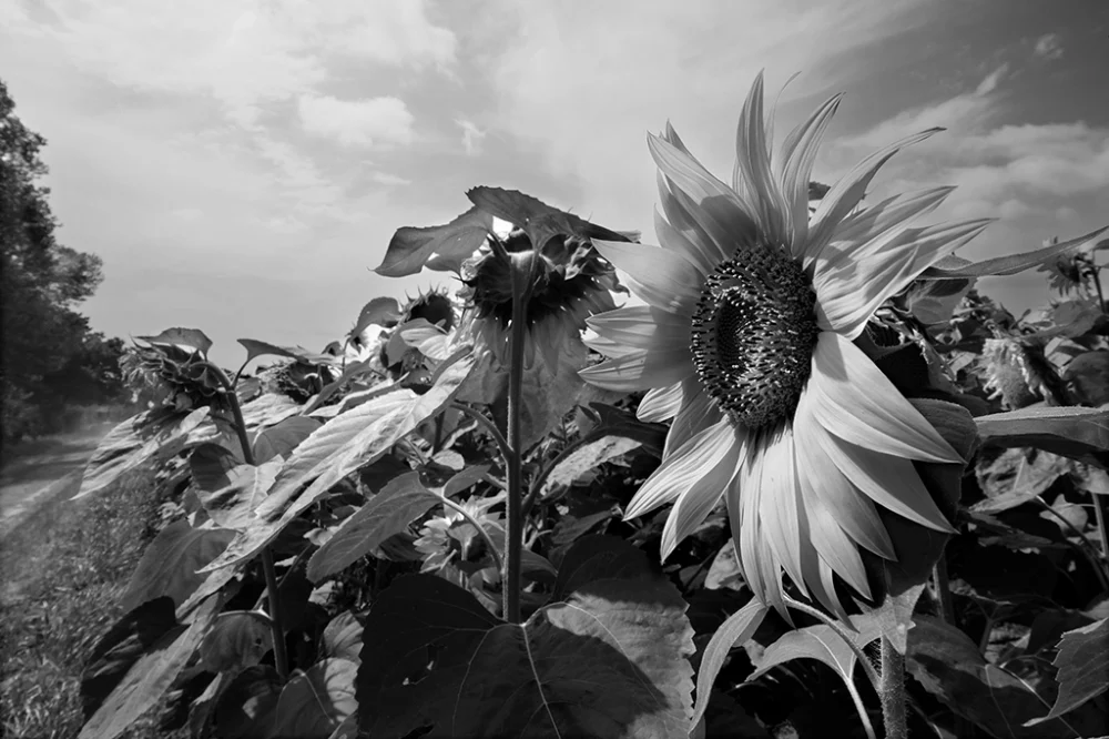 Tournesols - Pablo Arce photographies©