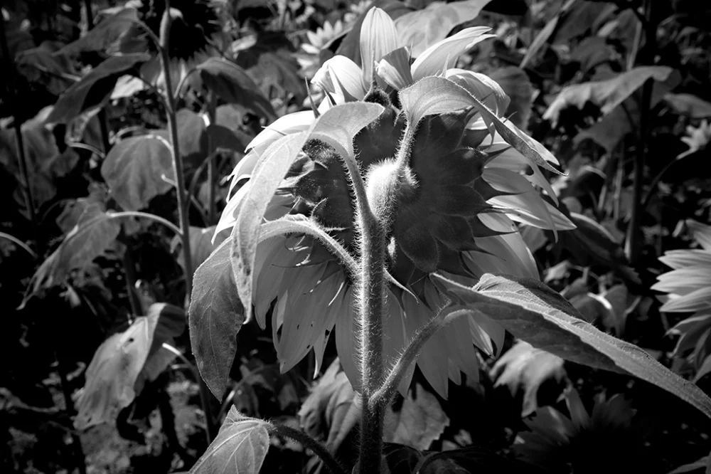 Tournesols - Pablo Arce photographies©