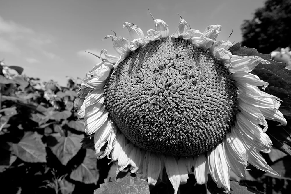 Tournesols - Pablo Arce photographies©