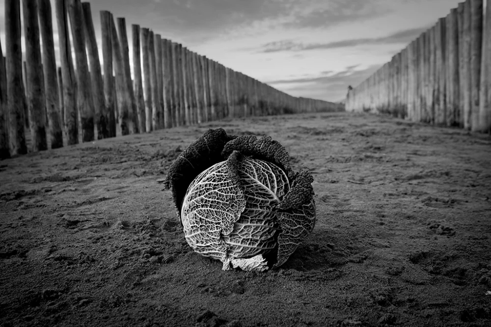 Chou à la plage en hiver - Pablo Arce photographies©