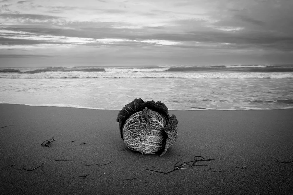 Chou à la plage en hiver - Pablo Arce photographies©