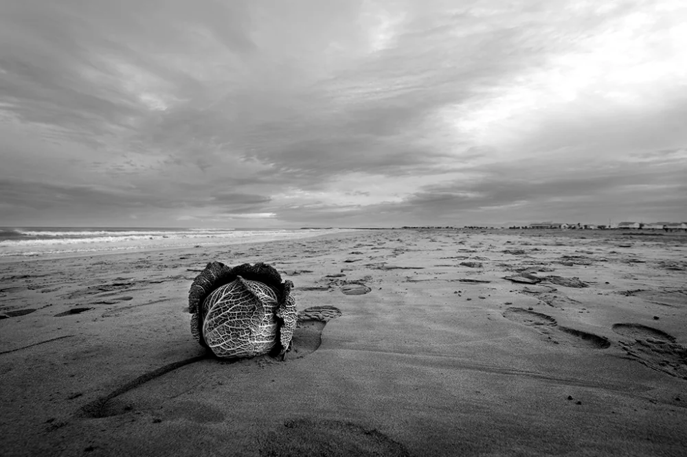 Chou à la plage en hiver - Pablo Arce photographies©