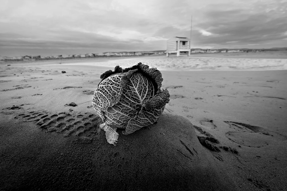 Chou à la plage en hiver - Pablo Arce photographies©